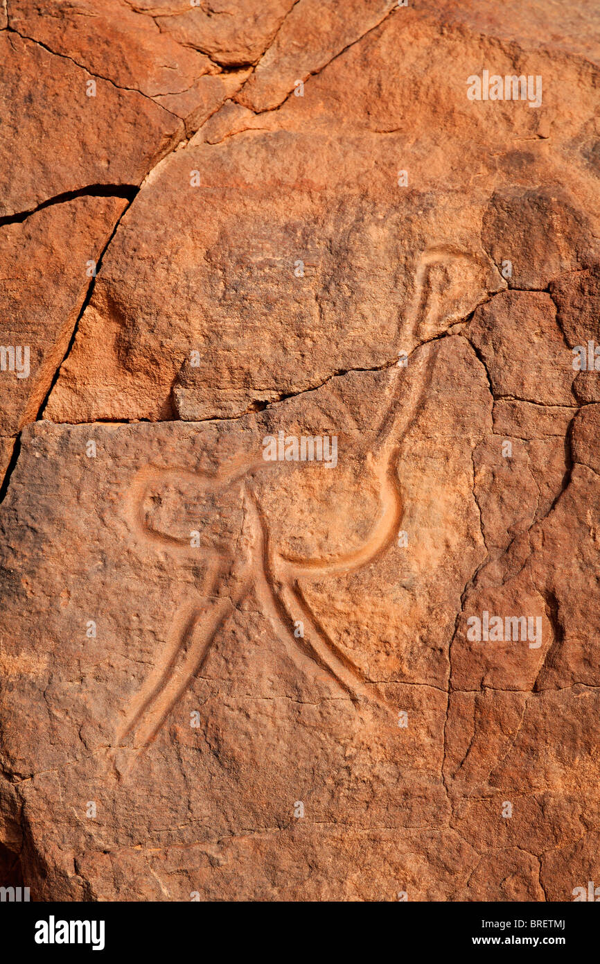 Ancient engraving of an ostrich at the Wadi Matkhandouch, Libya Stock Photo
