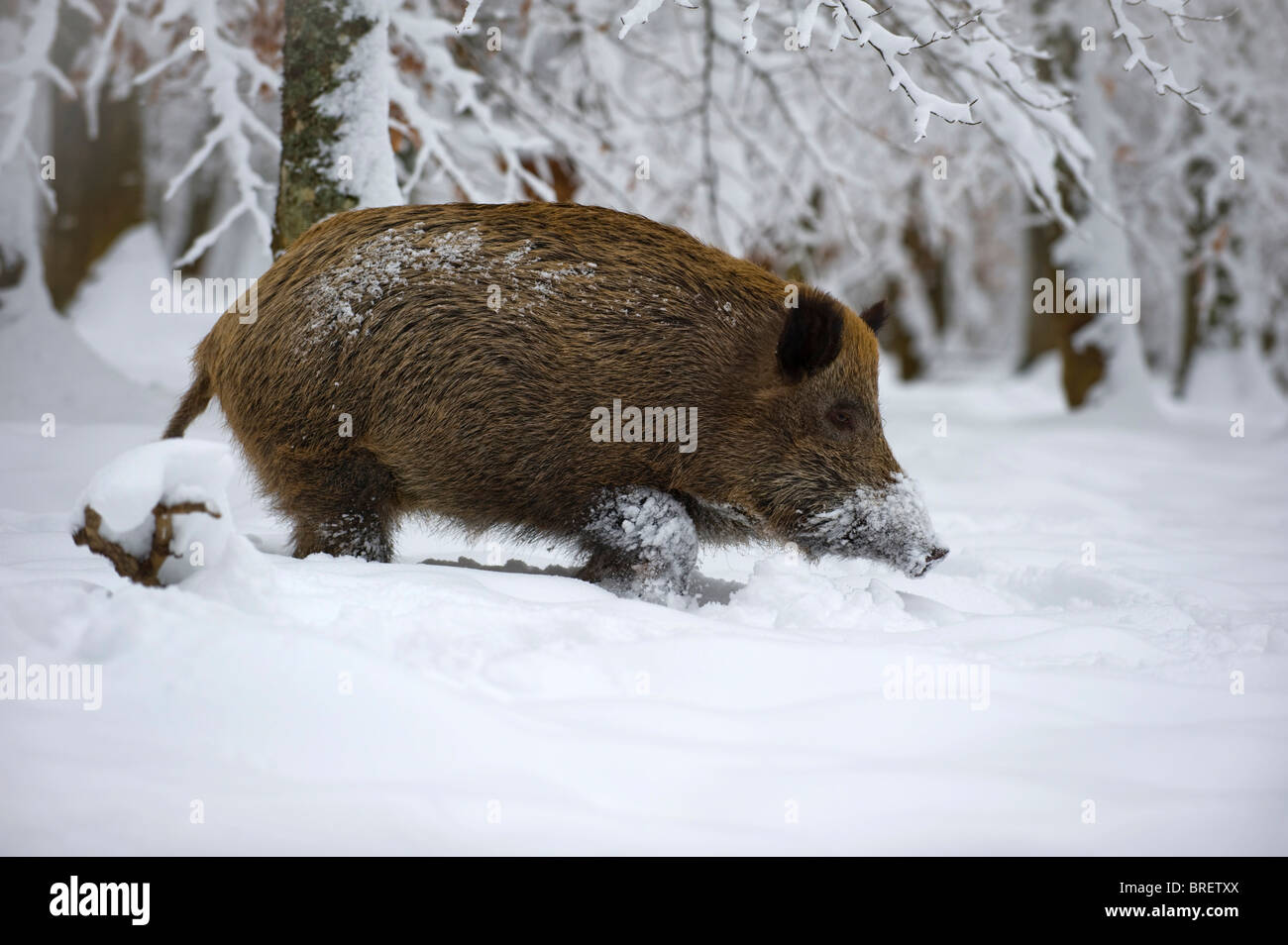Wild Boar (Sus scrofa) in snow-covered forest, Swabian Alb, Baden-Wuerttemberg, Germany, Europe Stock Photo