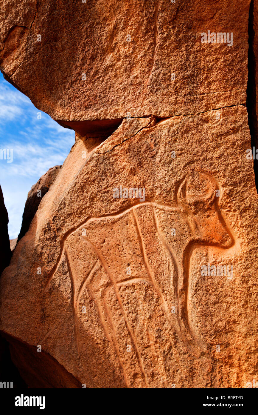 Ancient engraving of a buffalo at the Wadi Matkhandouch, Libya Stock Photo