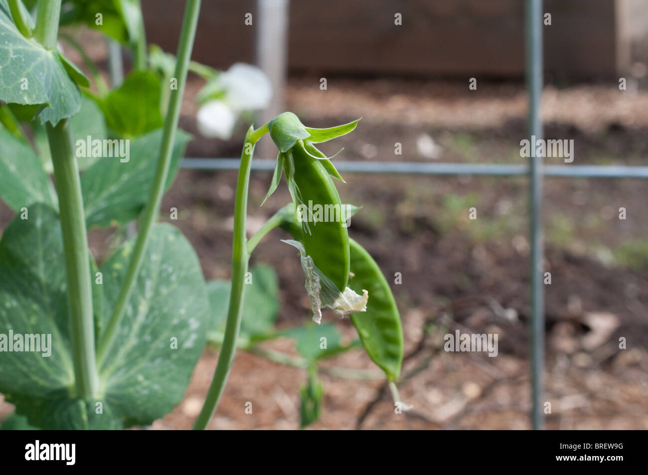 The first peas in the garden Stock Photo