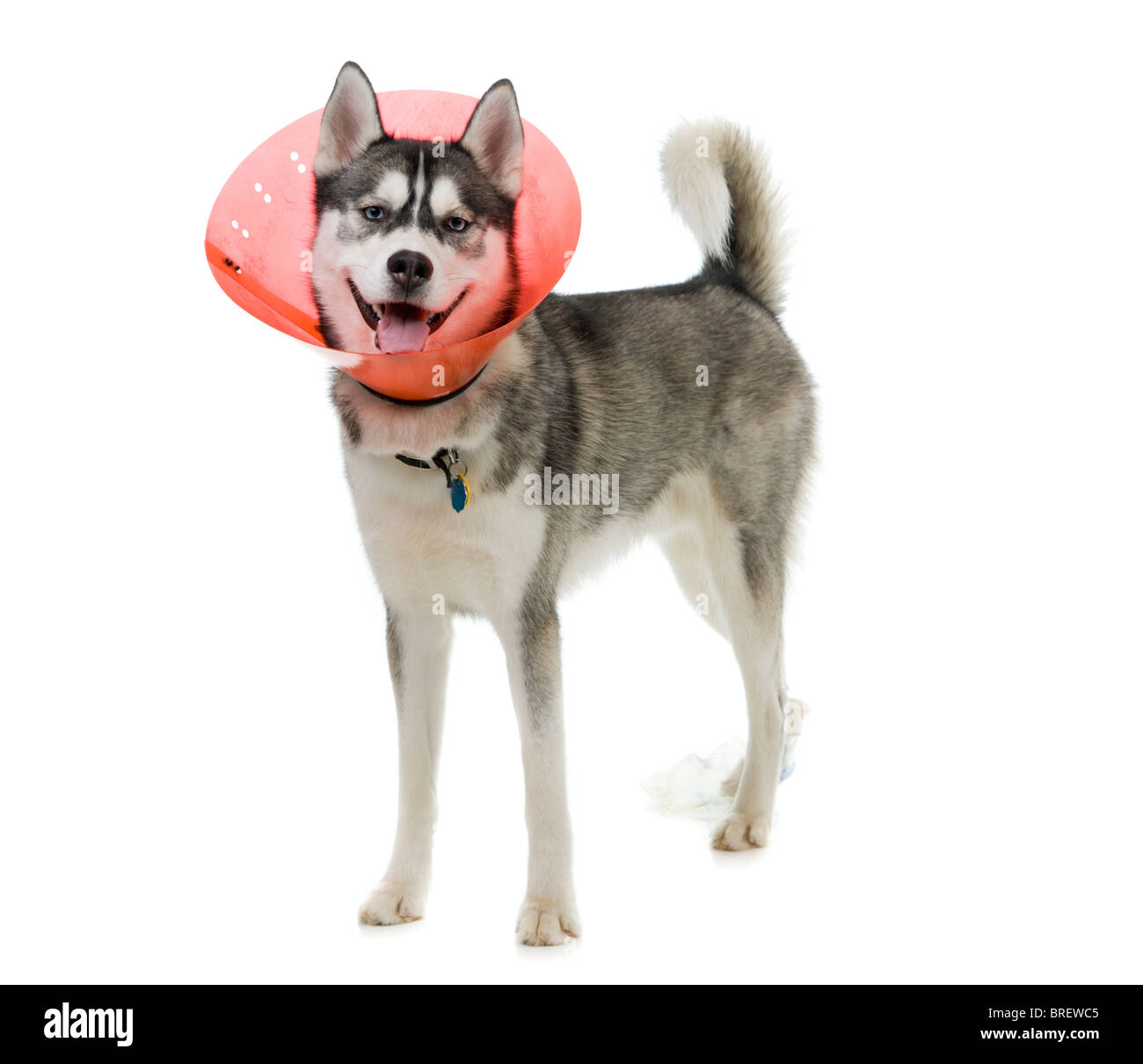 e collar for husky