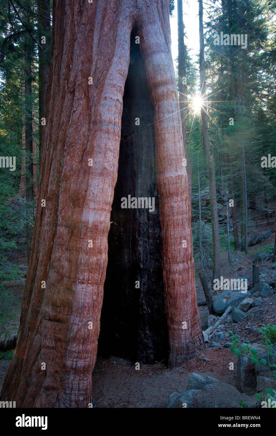 Burned out Giant Sequoia tree with sunburst in Grant Grove. Kings Canyon National Park, California Stock Photo