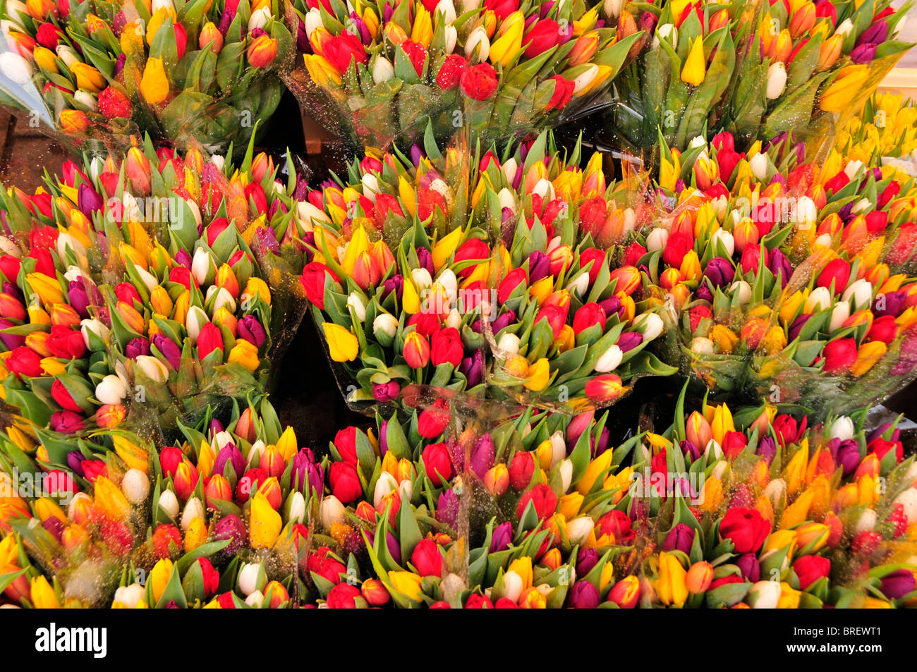 Tulips at the traditional flower market in the city centre of Amsterdam, Holland, Netherlands, Europe Stock Photo