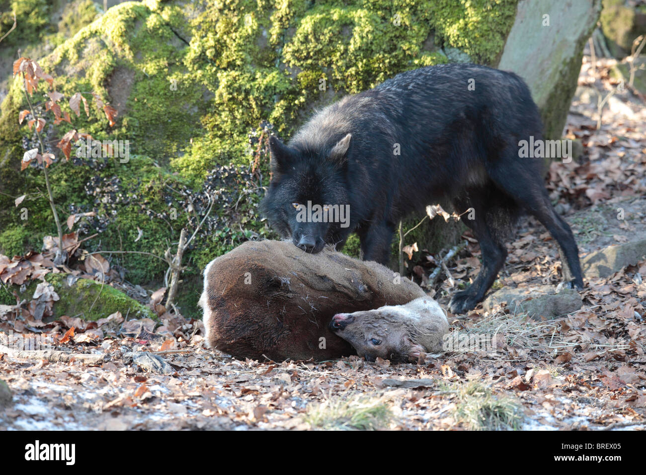 Eastern wolf (Canis lupus lycaon), black type, with dead deer Stock Photo