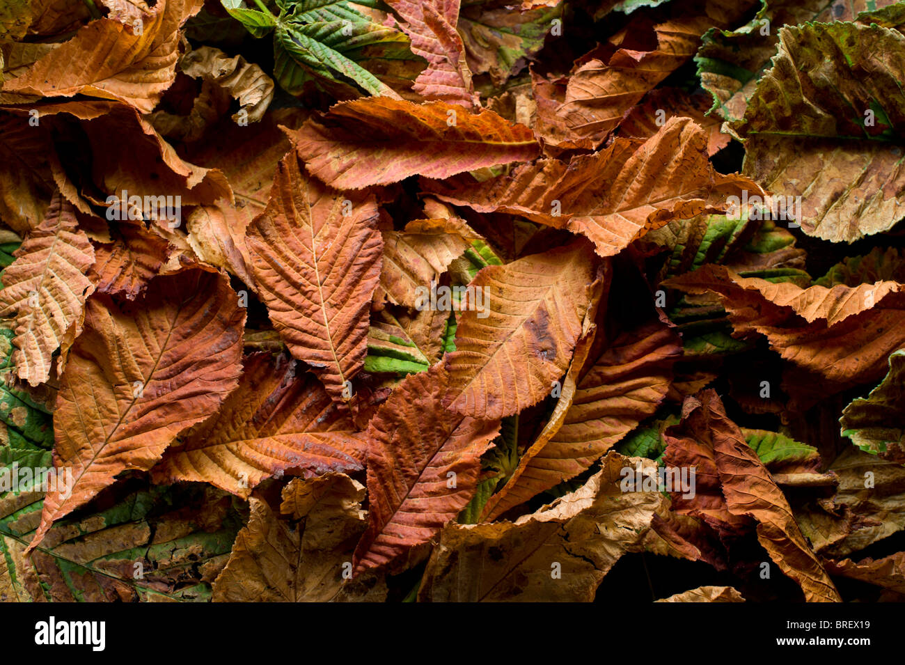 Autumn leaves lying on the ground Stock Photo - Alamy