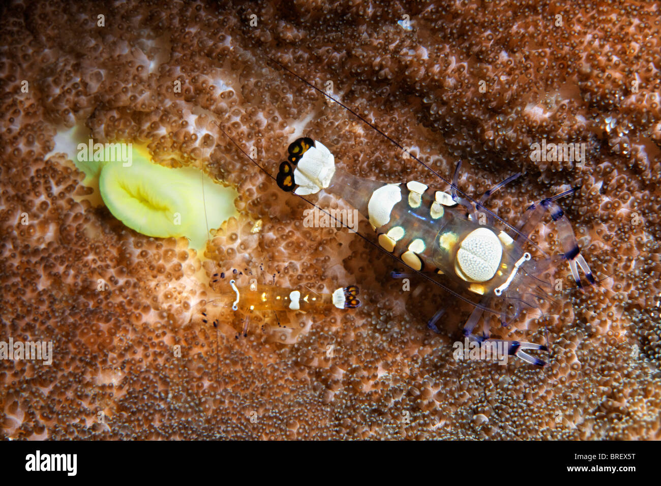 Pair of Pacific Clown Anemone Shrimps, White-patched Anemone Shrimps or Glass Anemone Shrimps (Periclimenes brevicarpalis), Stock Photo