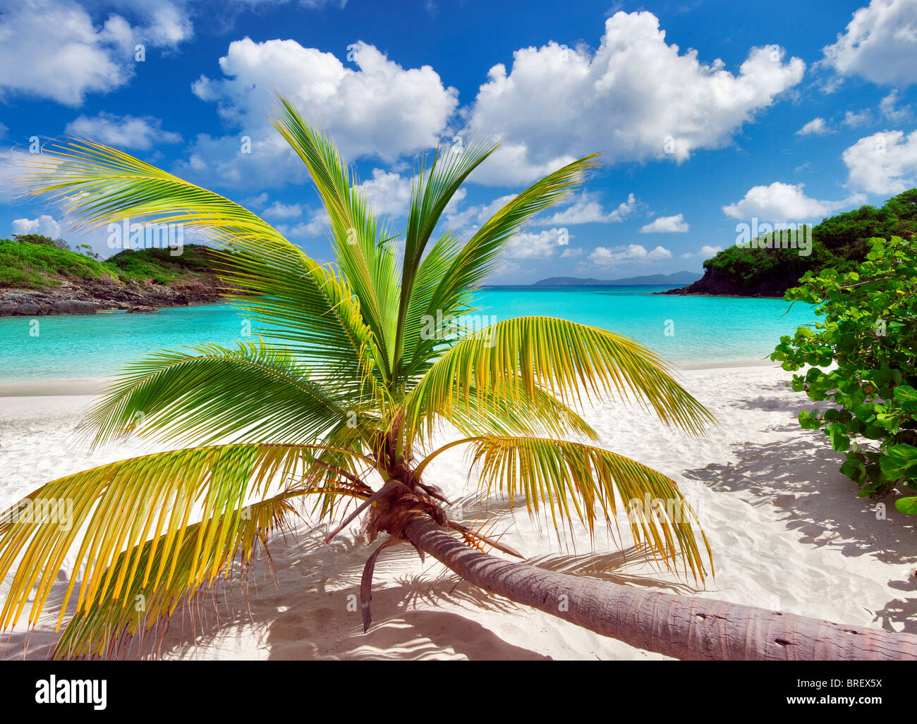 Palm tree growing horizontal at Trunk Bay. Virgin Islands National Park