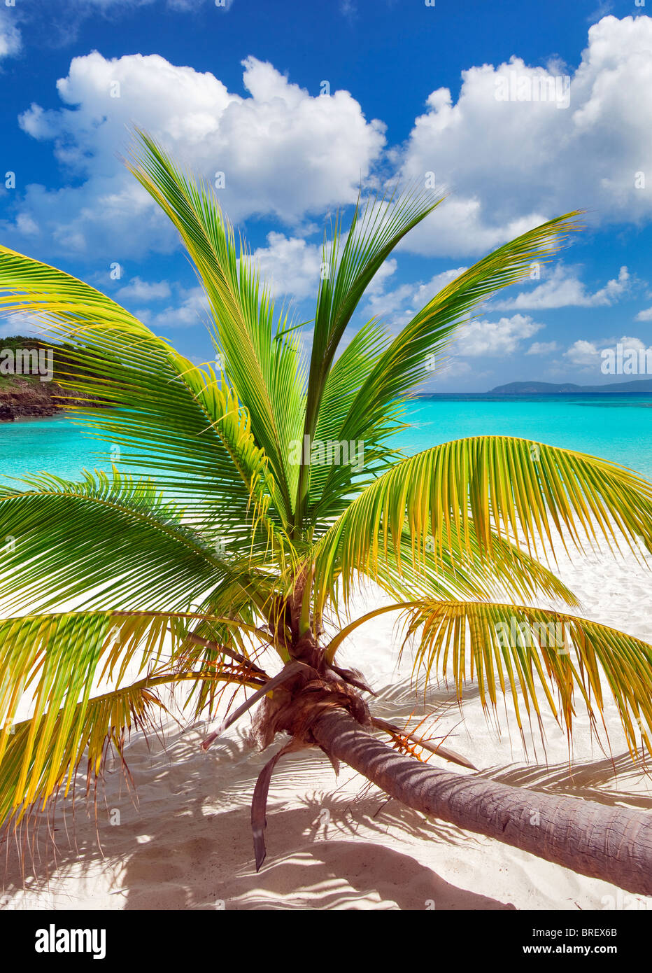 Palm tree growing horizontal at Trunk Bay. Virgin Islands National Park