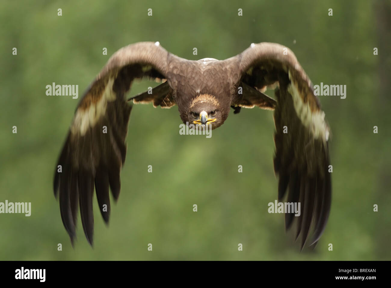 Golden Eagle (Aquila chrysaetos) in flight. Stock Photo