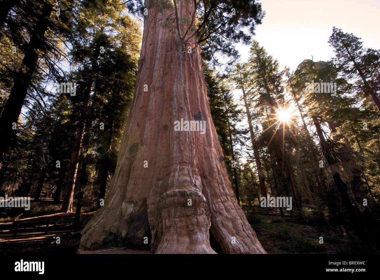 General Giant Sequoia tree with sunburst in Grant Gove. Kings Canyon National Park, California Stock Photo