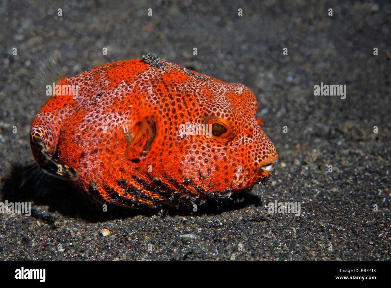 Red Puffer Fish, unidentified, on the sandy ocean floor, Gangga Island, Bangka Islands, North Sulawesi, Indonesia, Molukka Sea Stock Photo
