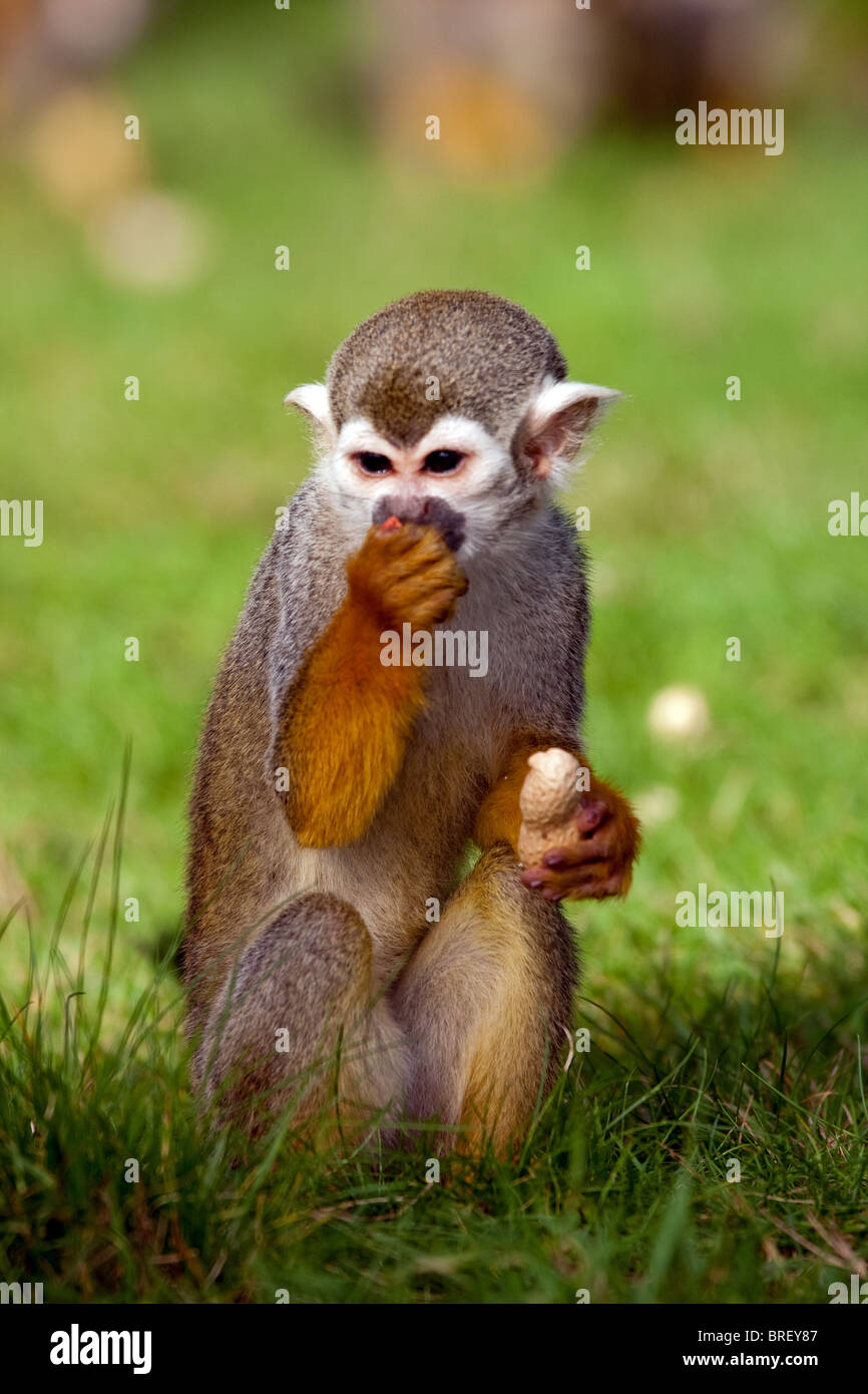 Squirrel Monkeys Stock Photo