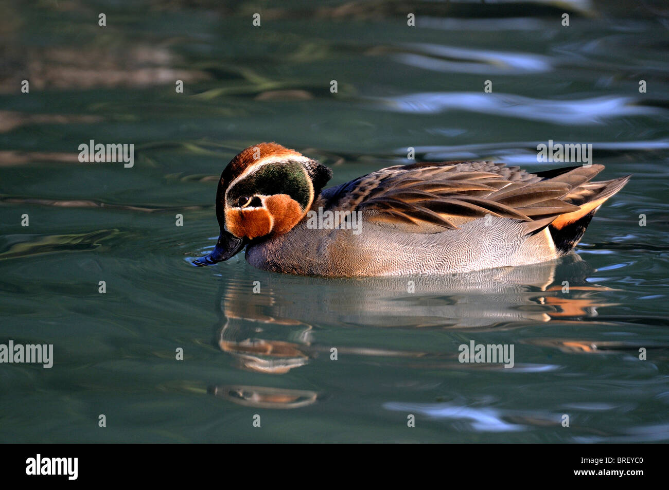 Common Teal or Eurasian Teal (Anas crecca) Stock Photo