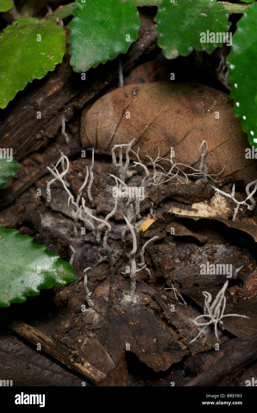 A Flask fungi of the Xylaria sp.  in Haui kha Khaeng Wildlife Sanctuary, Thailand. Stock Photo
