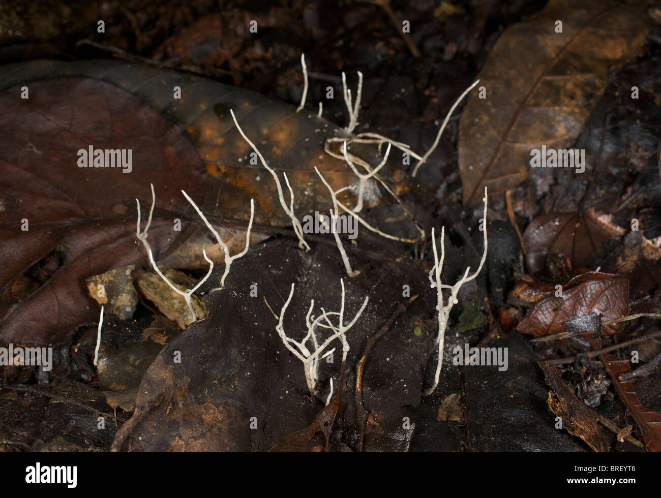 A Flask fungi of the Xylaria sp. in Thailand in Haui kha Khaeng Wildlife Sanctuary, Thailand. Stock Photo