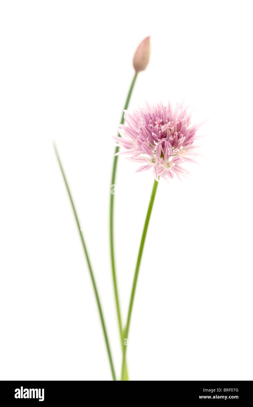 Fine art photo of chives against a white background Stock Photo