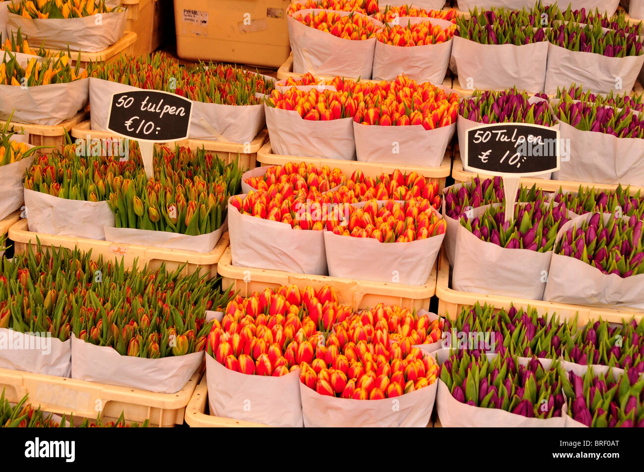 Tulips at the traditional flower market in the city centre of Amsterdam, Holland, Netherlands, Europe Stock Photo