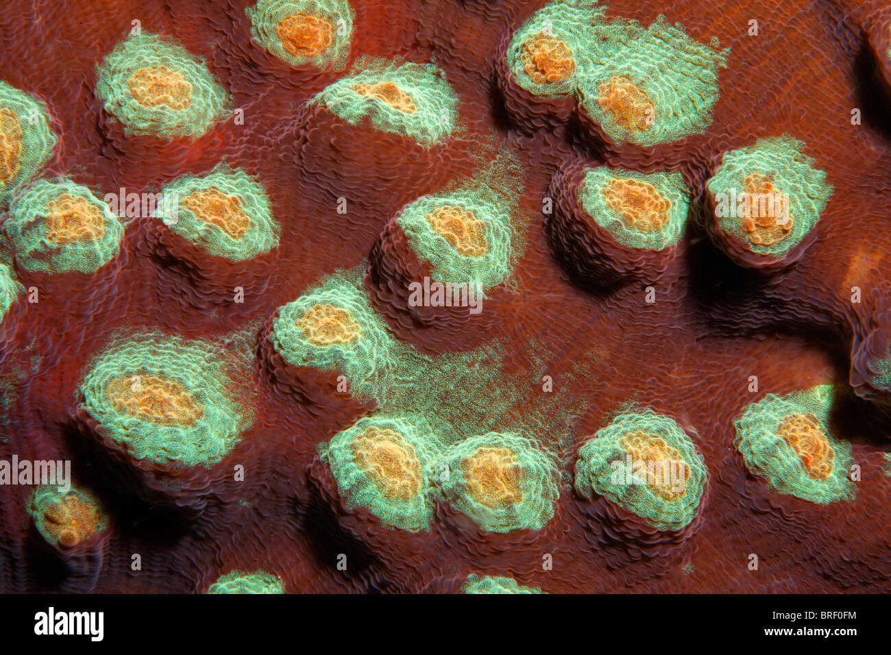 Closed polyps, undefined stone coral, detail, Gangga Island, Bangka Islands, North Sulawesi, Indonesia, Molukka Sea Stock Photo