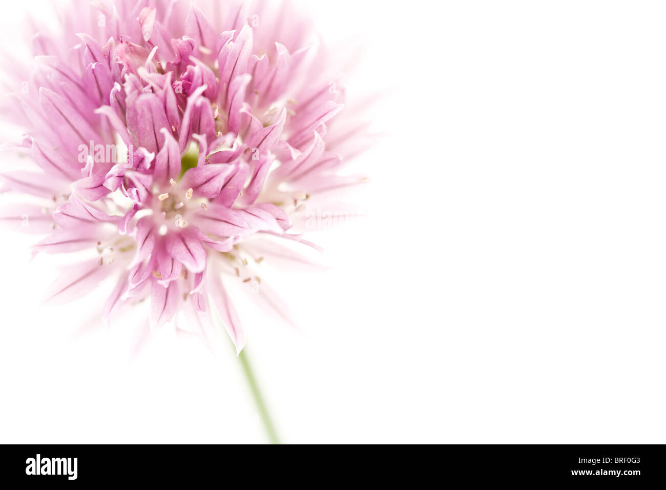 Chive flower isolated on white with copyspace to the right Stock Photo