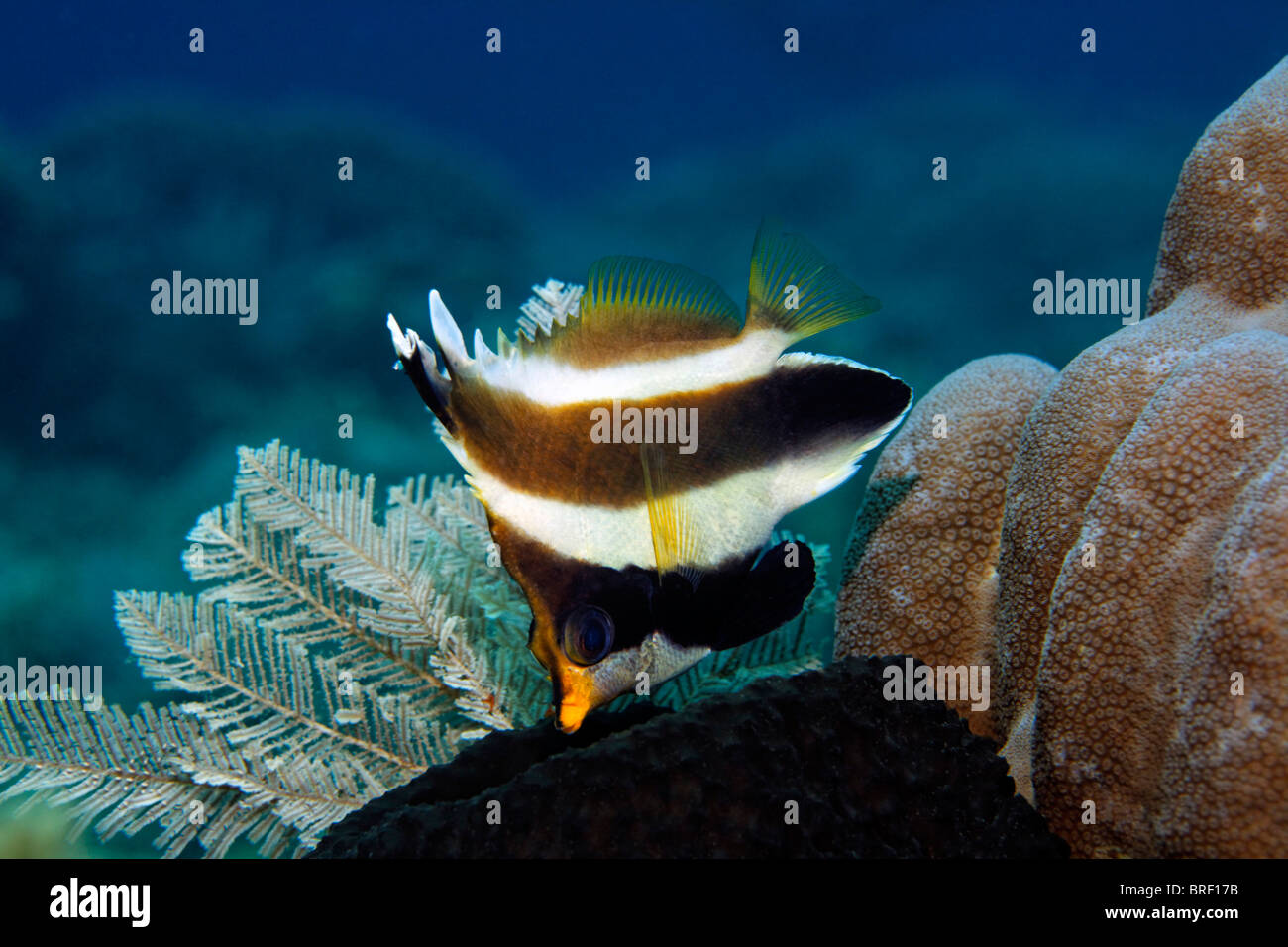 Pacific Flagfish (Heniochus chrysostomus), foraging on sponge, Gangga Island, Bangka Islands, North Sulawesi, Indonesia Stock Photo