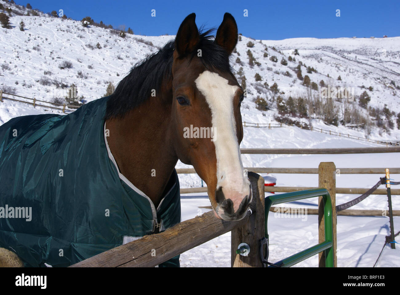 Brown horse with blue blanket on snowy winter morning, Cordillera, Colorado Stock Photo