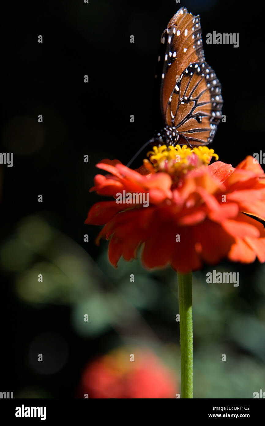 monarch butterfly on a zinnia flower Stock Photo