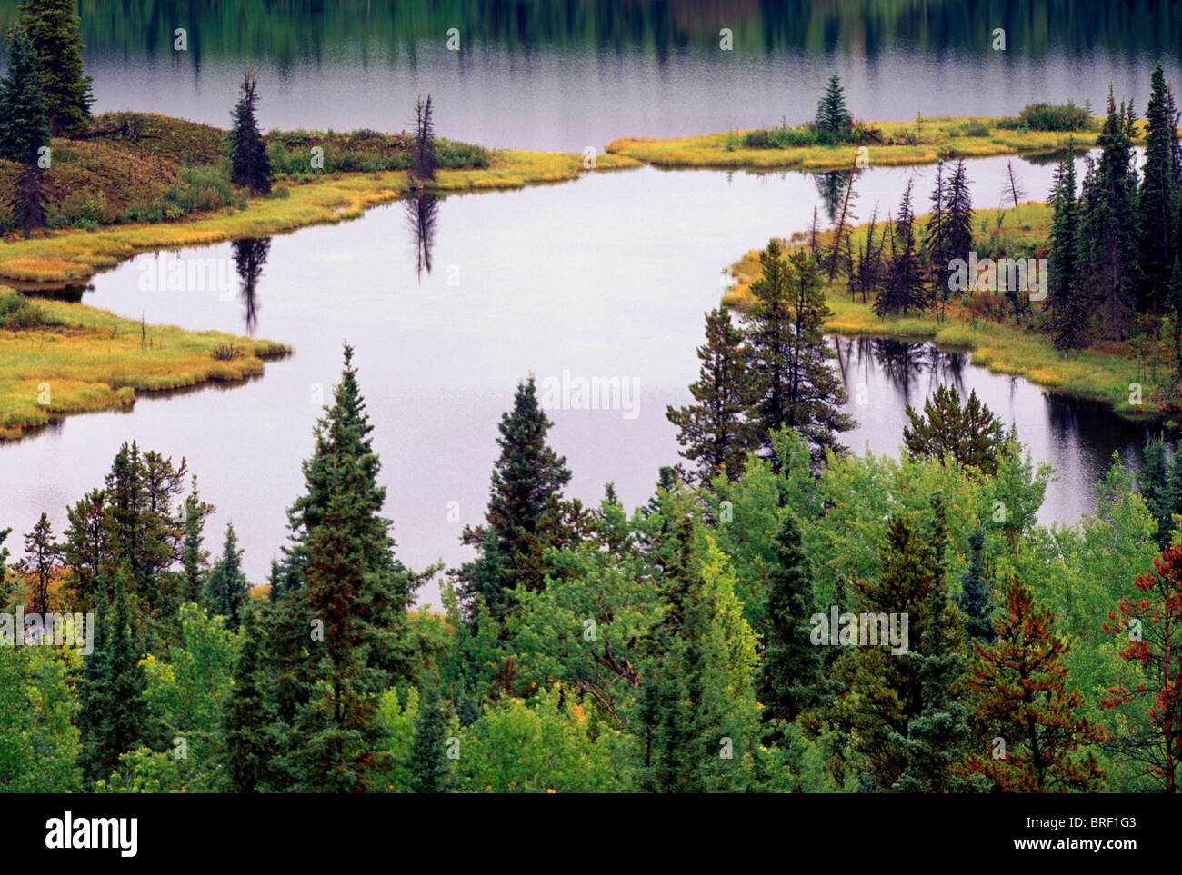 Mixed Boreal Forest and Lake, Coniferous & Deciduous Trees, Northern BC