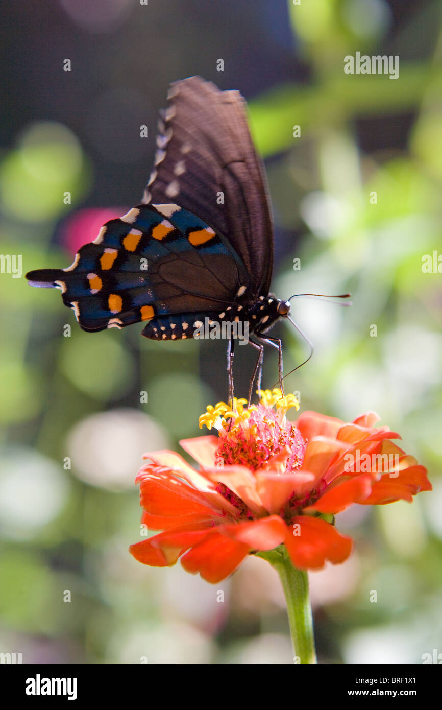 blue, black and orange butterfly with black and white spotted body resting on a zinnia flower, drinking nectar Stock Photo