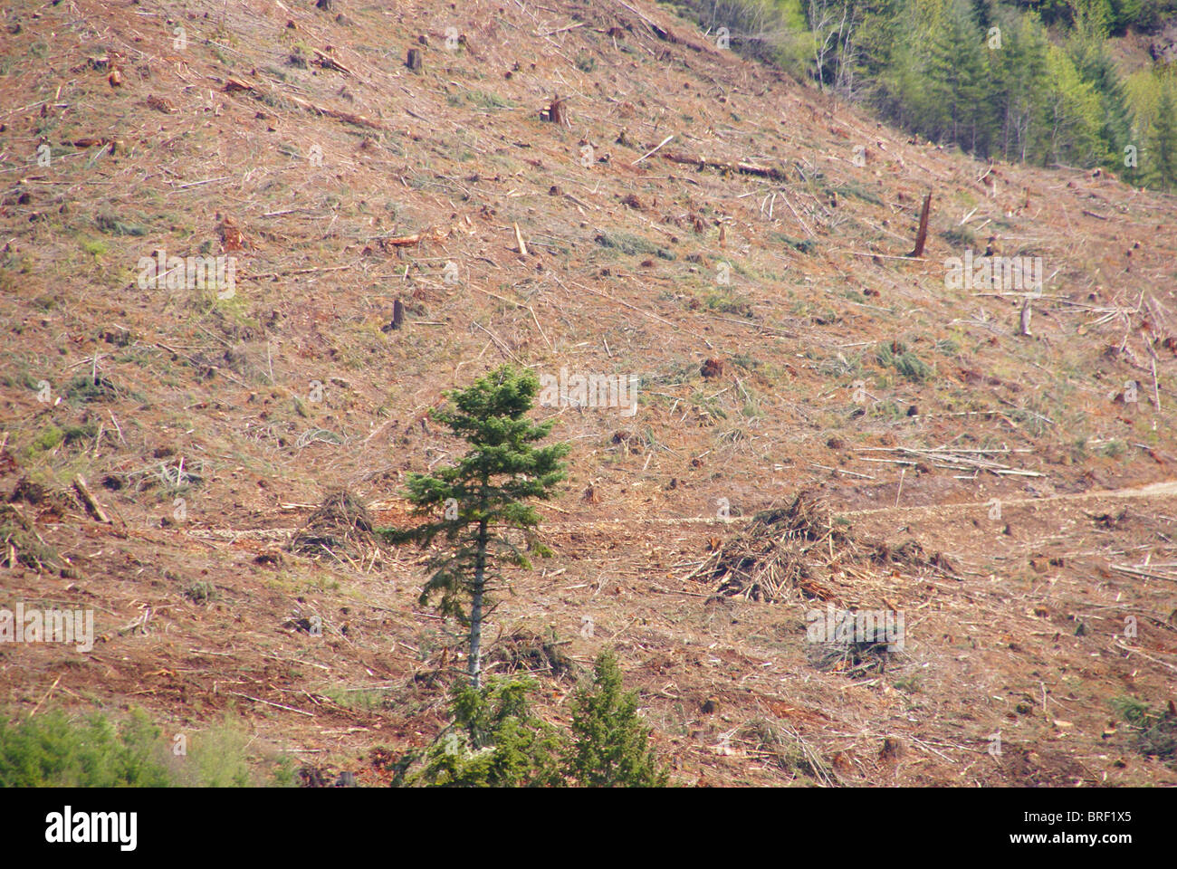 Clear cut logging slope, just outside Willamette National Forest, Central Oregon Cascades Stock Photo