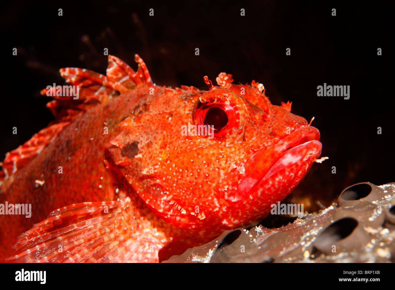 Scorpionfish (Scorpaena sp.) on sponge, portrait, Cyprus, Asia ...