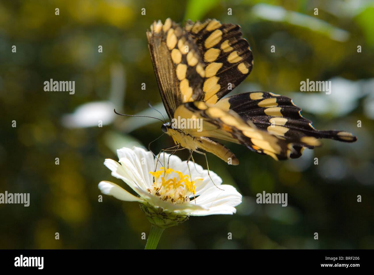 large swallowtail butterfly on a white zinnia flower, drinking nectar Stock Photo