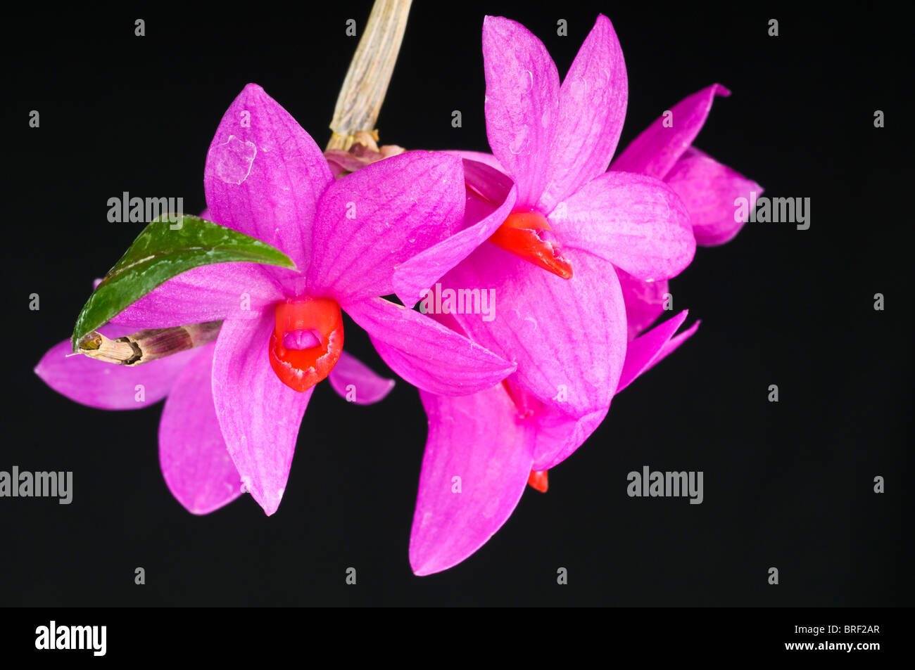 Dendrobium sulawesiense, orchid species, native to Sulawesi region of Indonesia; black background Stock Photo