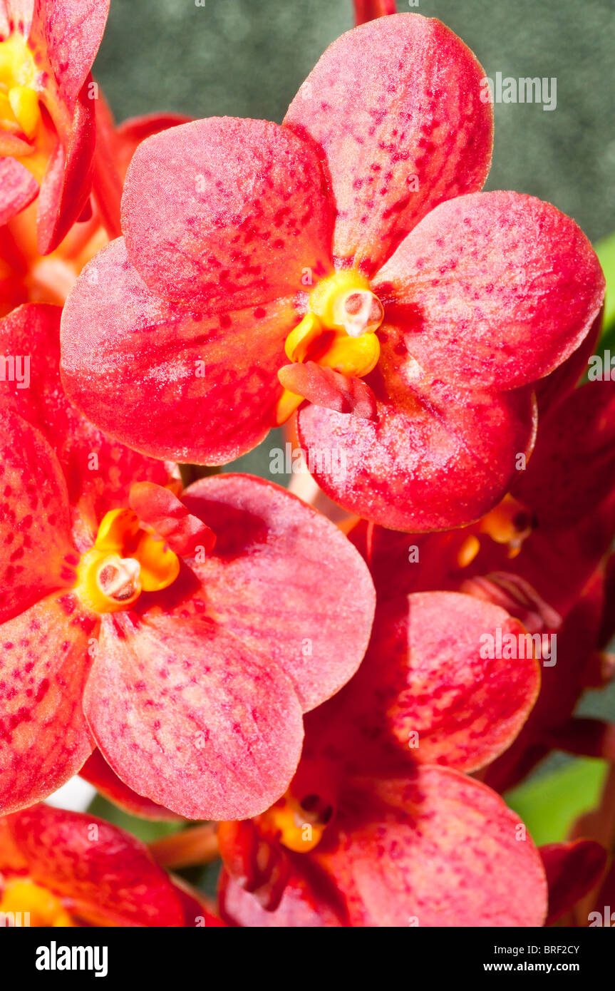 Ascocenda Jakkit Gold, hybrid orchid, Foothills Orchid Show, Calgary, Alberta Stock Photo