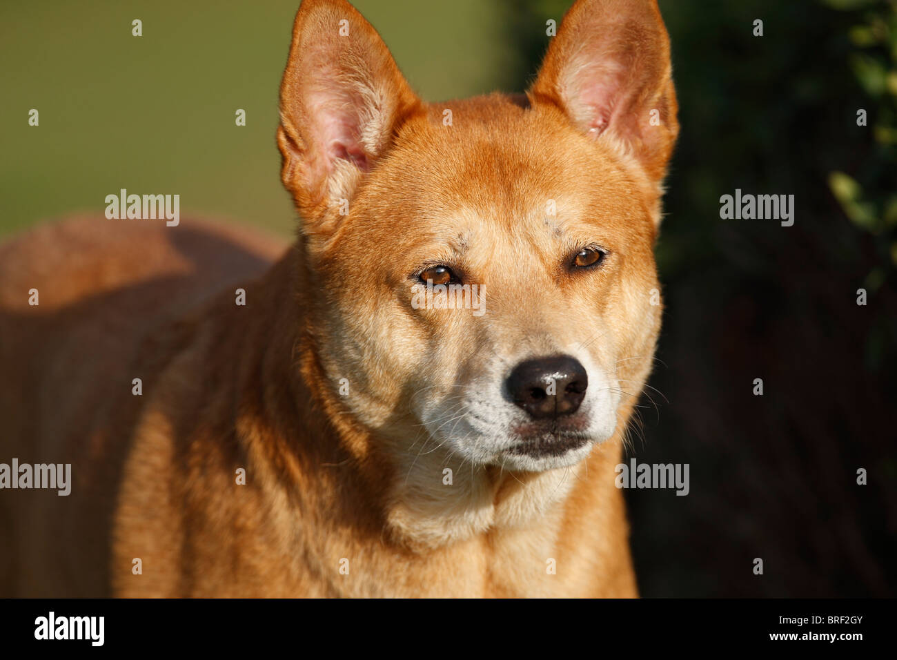 Dog, Red Heeler Cattle Dog) portrait Stock Photo - Alamy