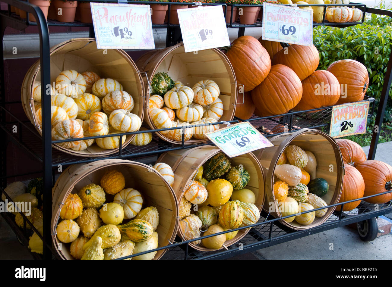 Pumkins Stock Photo