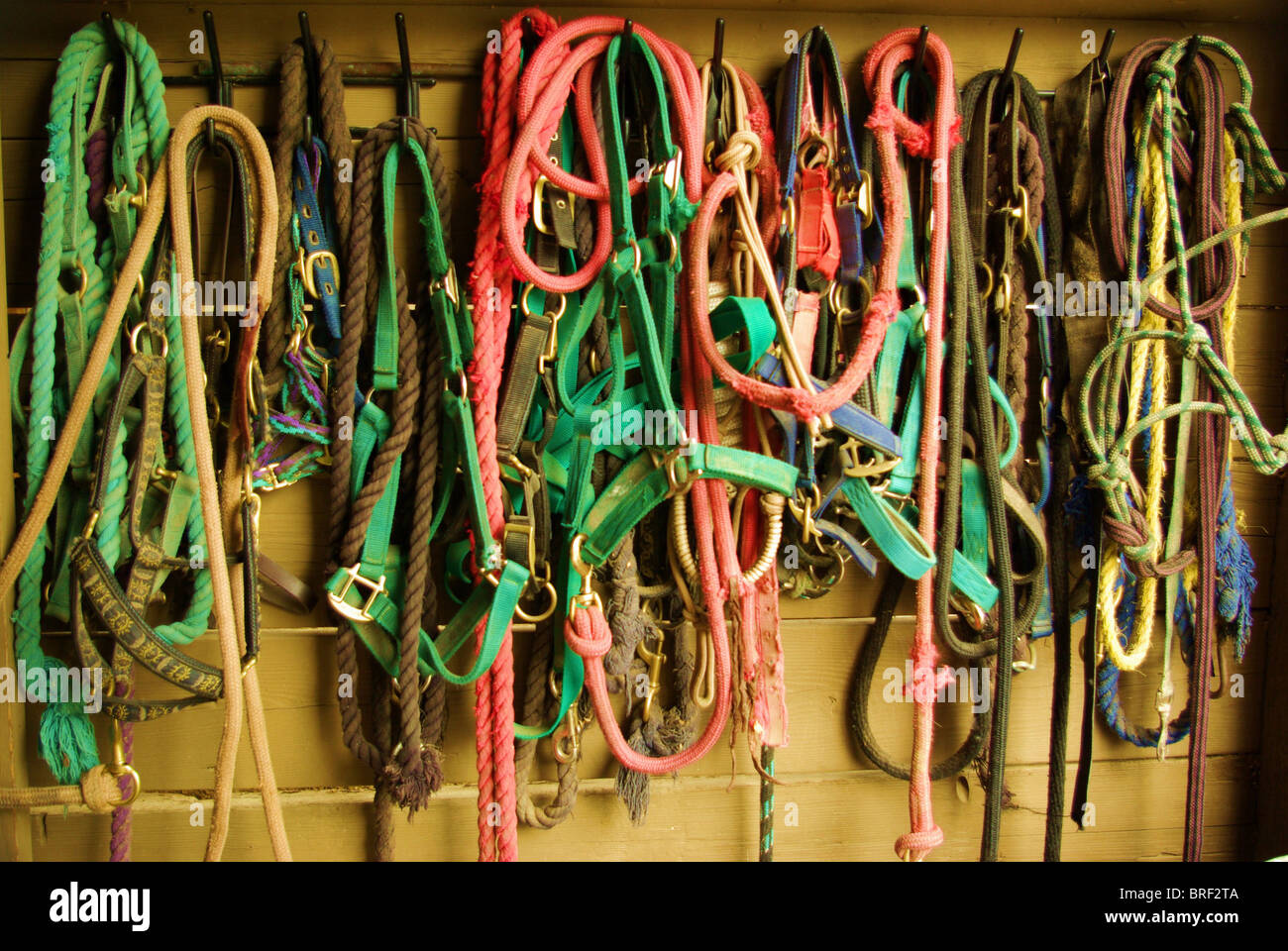 Multi-colored horse halters hanging on tack room wall. Stock Photo