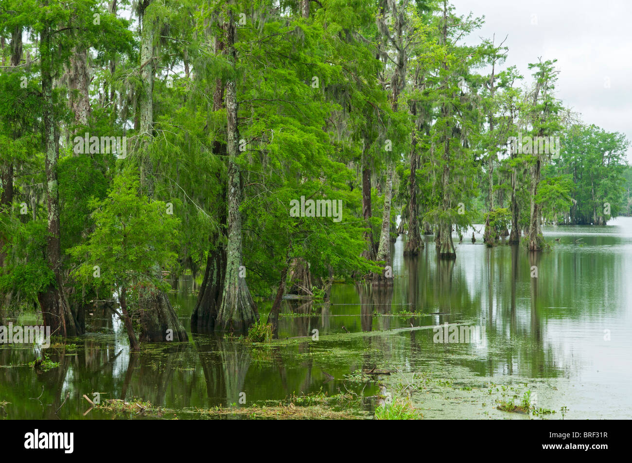Louisiana cajun country hires stock photography and images Alamy