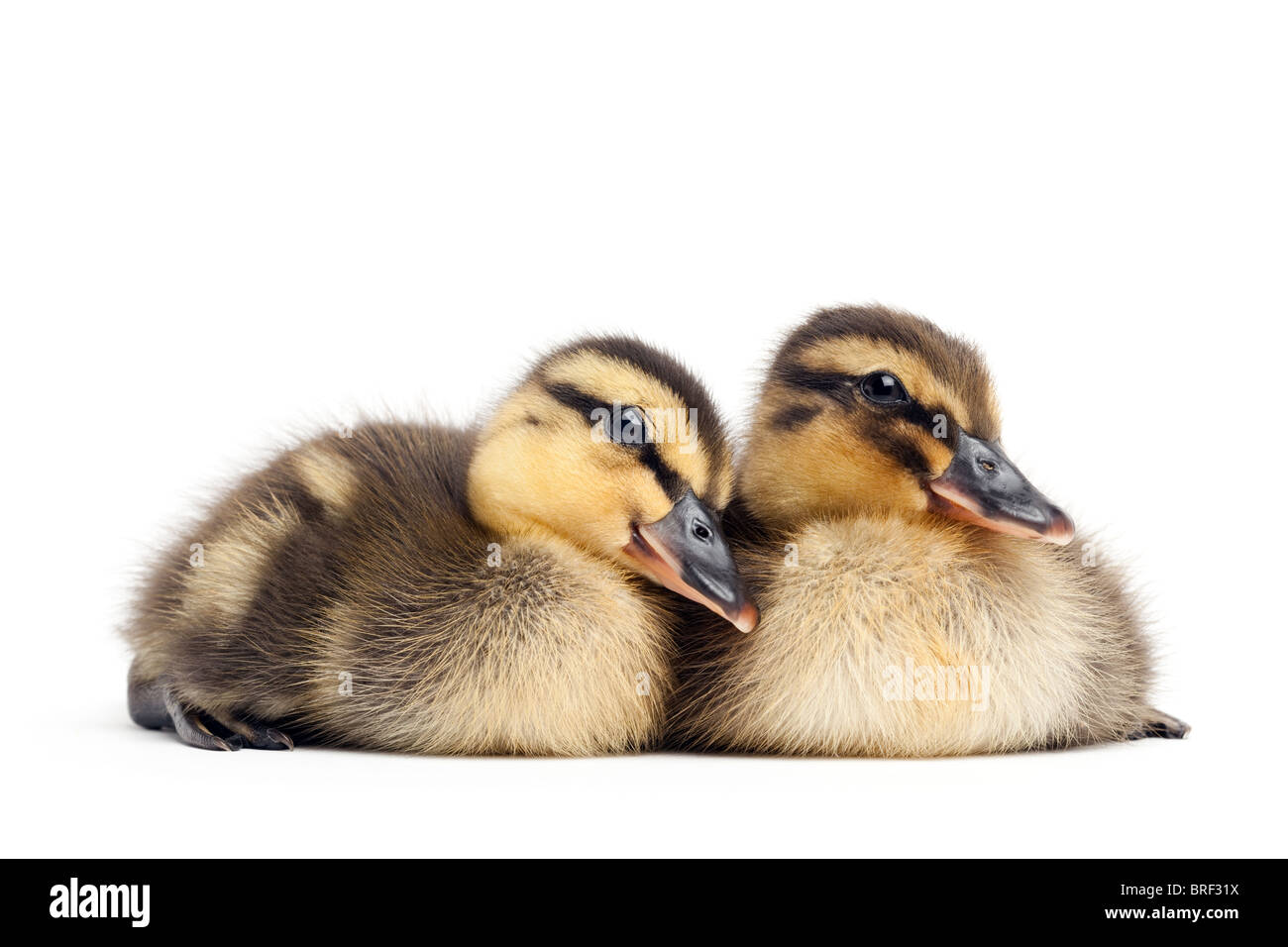 two baby ducks isolated on white - female Mallard ducklings closeup (Anas platyrhynchos) Stock Photo