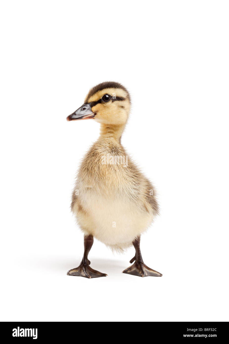 duck isolated on white - female Mallard duckling closeup Stock Photo