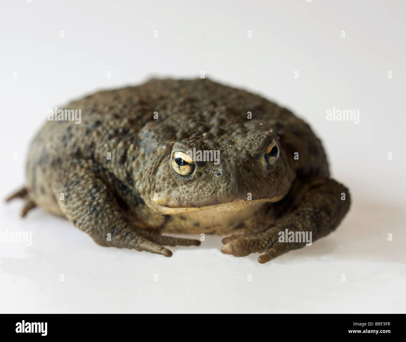 common toad (bufo bufo) Stock Photo