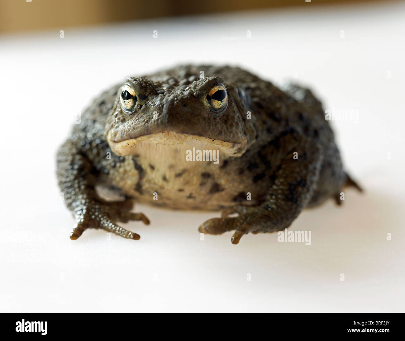 common toad ( bufo bufo) Stock Photo