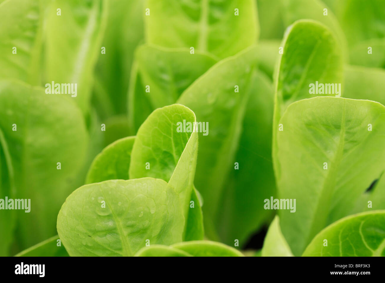 Little Gem lettuce, Lettuce (Lactuca sativa) is a temperate annual or biennial plant of the
