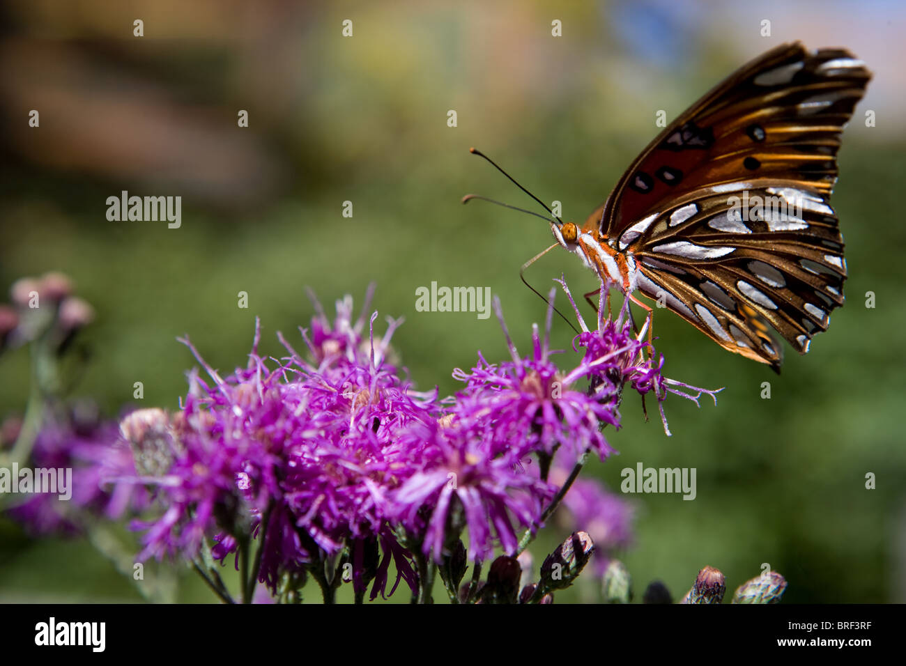 Painted Lady butterfly landing on a purple flower, drinking using its