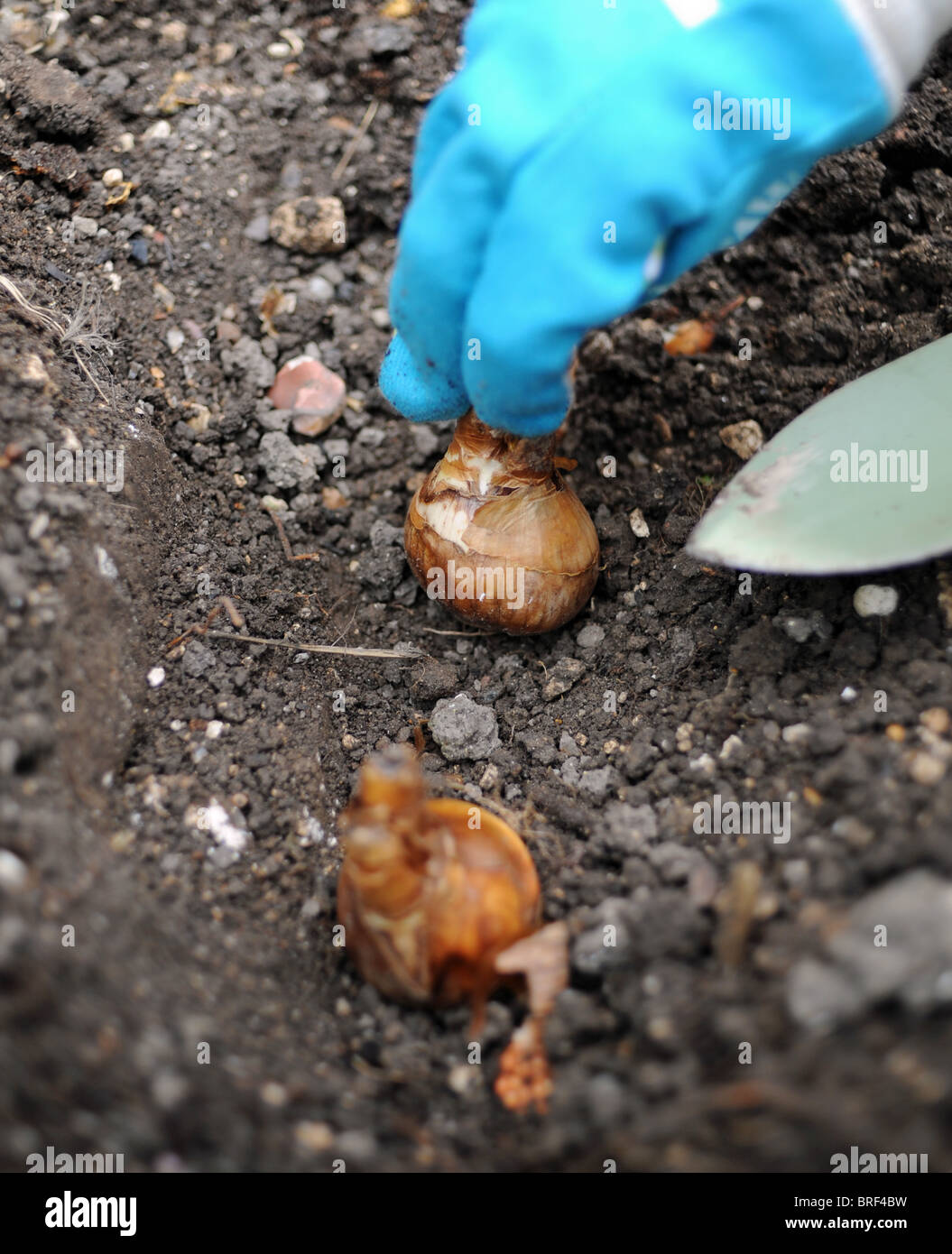 Gardener planting out daffodil bulbs during the Autumn ready for the