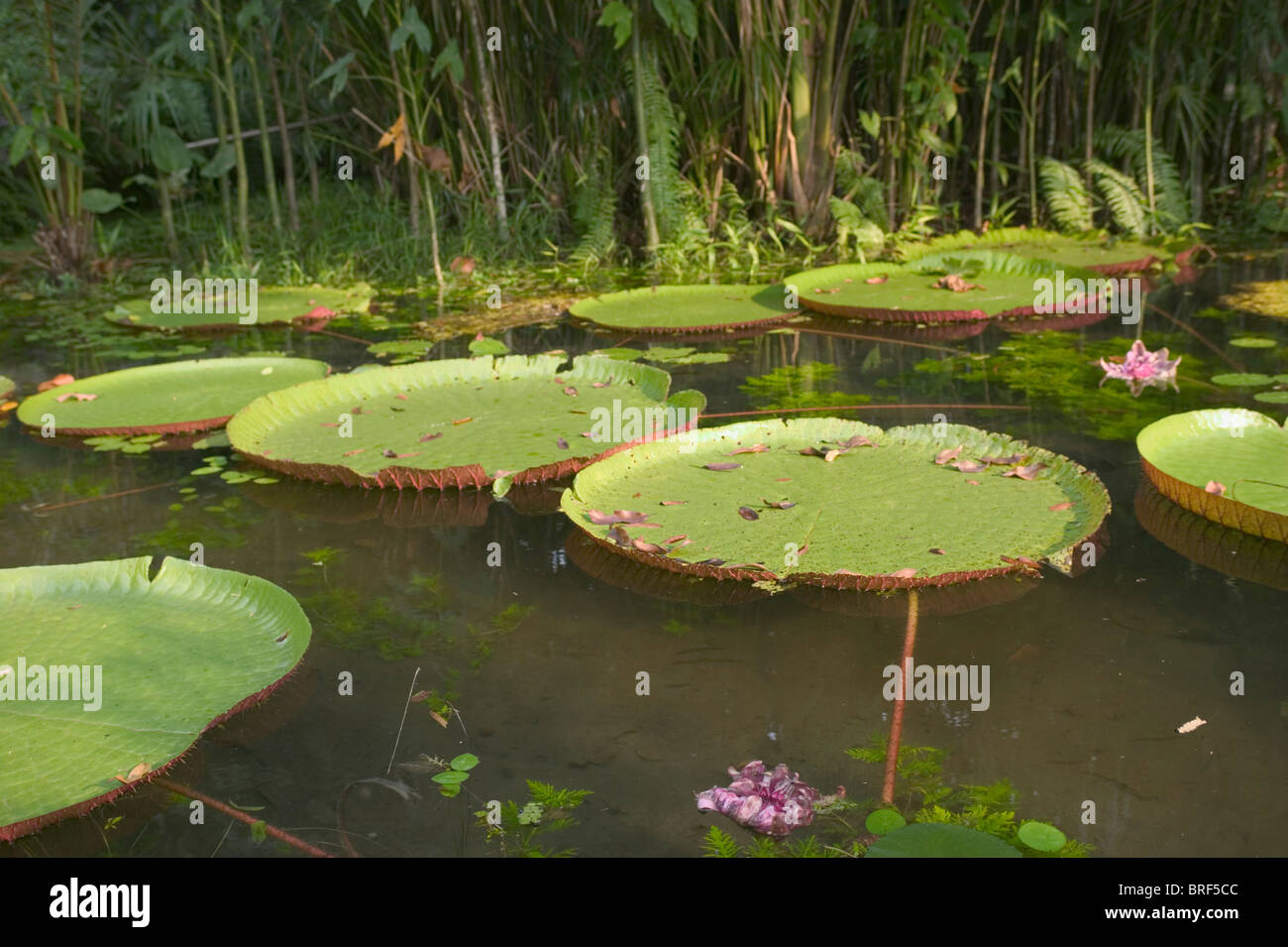 South America, Brazil, View of victoria water lily leaf floating on pond water Stock Photo