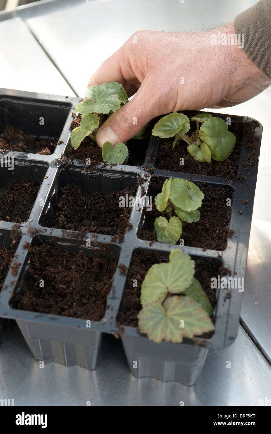 Inserting plug plants into modules filled with compost Stock Photo Alamy