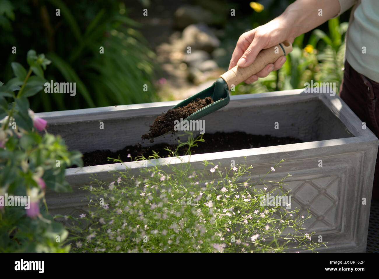 Man's hand filling window box with compost Stock Photo Alamy