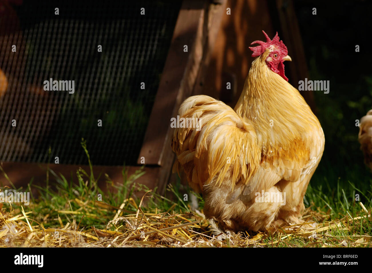 View of chicken on grass Stock Photo