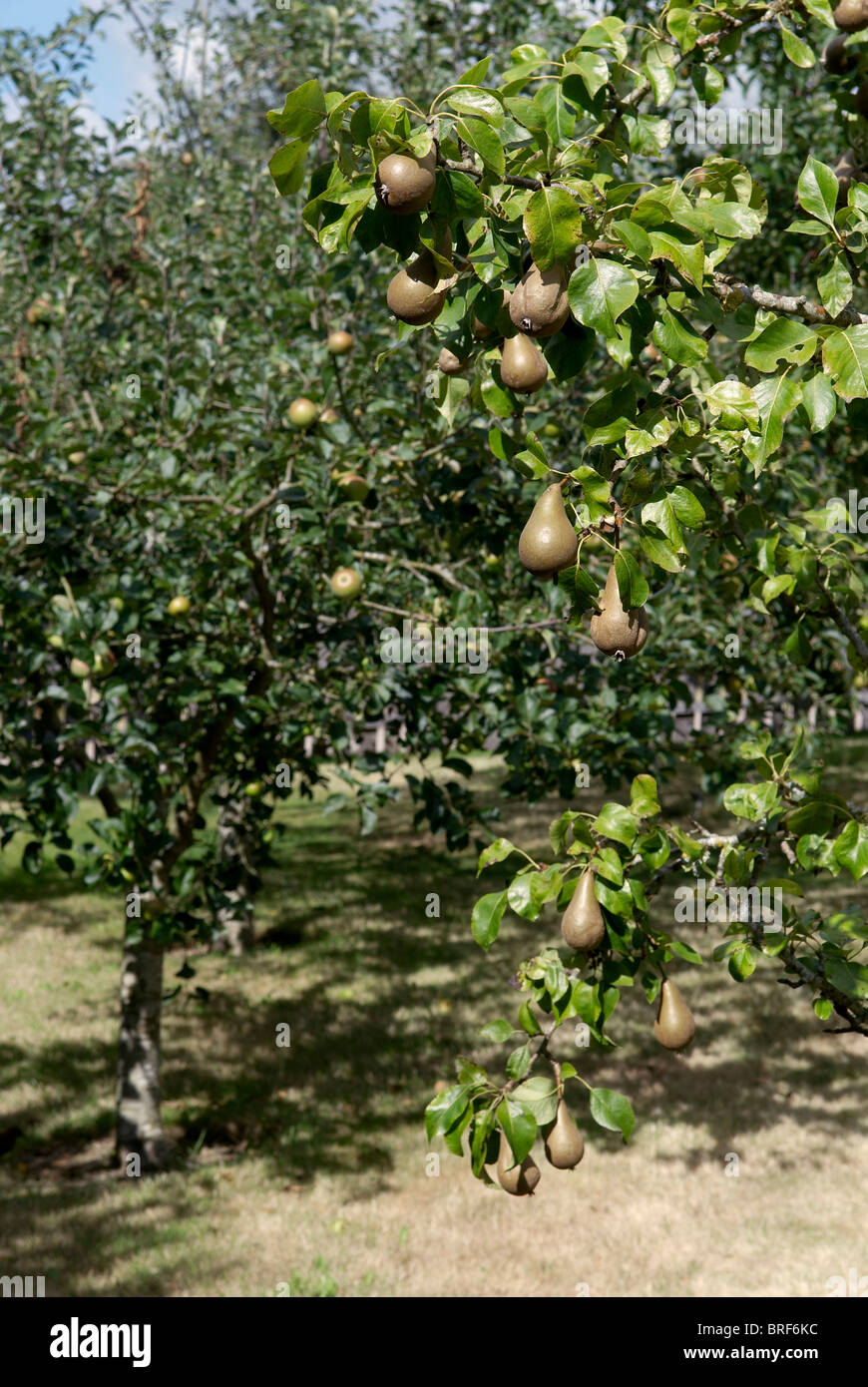 Orchard with apples and pears trees Stock Photo Alamy