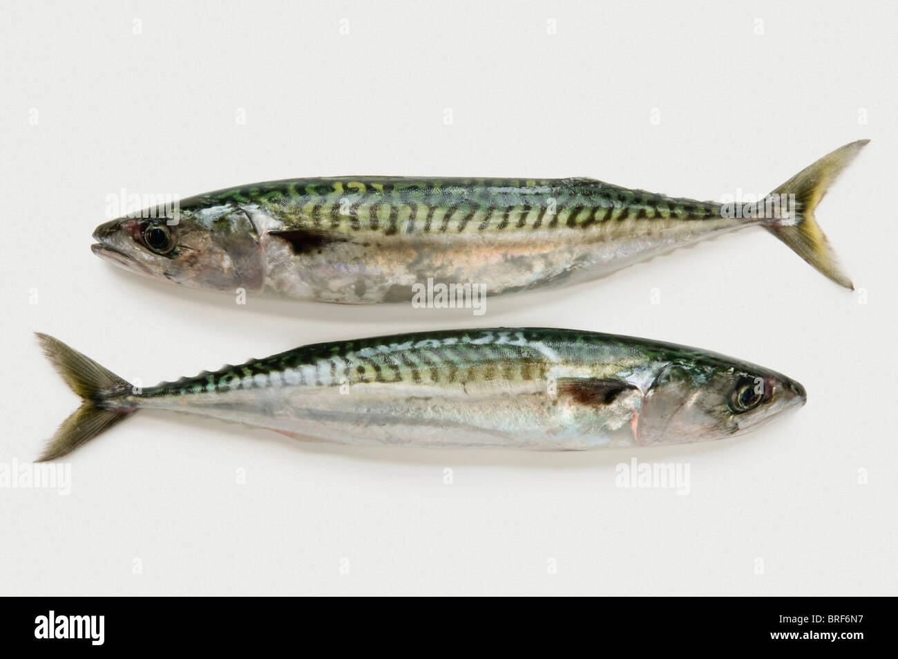 Two mackerels on white background, close-up Stock Photo